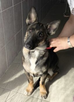 LUCKY - mit VIDEO - ca. 1 Jahr - 40 cm
