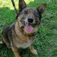 AYLA - unbeschreiblich lieb und genügsam - blind (mit VIDEOS)