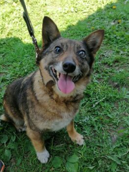 AYLA - unbeschreiblich lieb und genügsam - blind (mit VIDEOS)