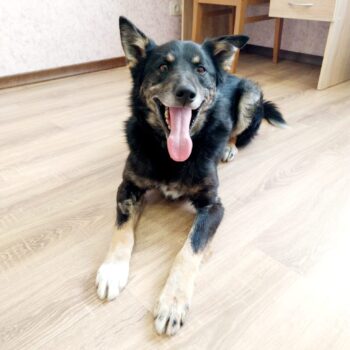 Traumhund FLYNN - top familiengeeignet und kennt Katzen! (mit VIDEO)