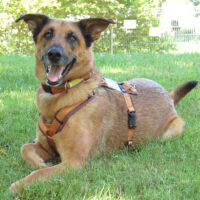 AMY-MA. Mali-Schäfer-Mix, 7 Jahre, weibl., Tierhilfe Franken e.V.