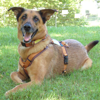 AMY-MA. Mali-Schäfer-Mix, 7 Jahre, weibl., Tierhilfe Franken e.V.