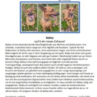 Bailey sucht ein neues Zuhause