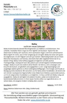 Bailey sucht ein neues Zuhause