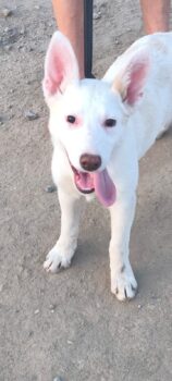 DRINGEND Arielle, Mix-Mädchen, süss, sozial, liebt alle und jeden: Mensch, Kind, Katze, Hund