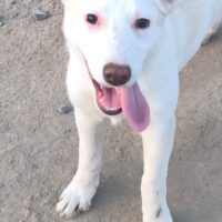 DRINGEND Arielle, Mix-Mädchen, süss, sozial, liebt alle und jeden: Mensch, Kind, Katze, Hund