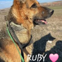 RUBY sucht dringend ein Zuhause