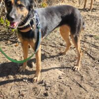 SOL - Kleiner Schäferhundmischling