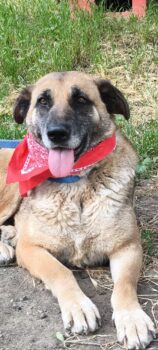 RUBY *05/2020, ein entspanntes, liebes Hundemädchen, toll mit Kindern, Hunden, Katzen