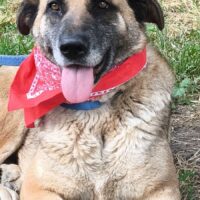 RUBY *05/2020, ein entspanntes, liebes Hundemädchen, toll mit Kindern, Hunden, Katzen