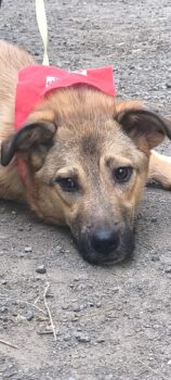 BETTY, *06/2024, ruhige, liebe Hundedame, die Kinder sehr mag, auch mit Katzen und Hunden leben kann