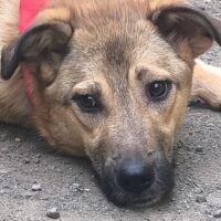 BETTY, *06/2024, ruhige, liebe Hundedame, die Kinder sehr mag, auch mit Katzen und Hunden leben kann
