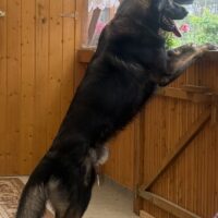Schäferhund 4 Jahre