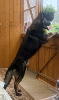 Schäferhund 4 Jahre