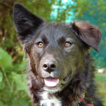 NORMITA. Mix, 1 Jahr, weiblich, Tierhilfe Franken e.V.