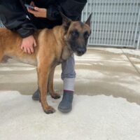 ‼️ Malinois Rüde Negro sucht dringend ein Zuhause ‼️🆘