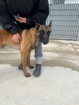 ‼️ Malinois Rüde Negro sucht dringend ein Zuhause ‼️🆘