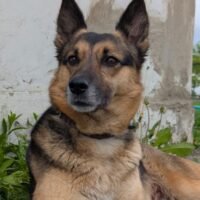 🆘SARA - steht auf der TÖTUNGSLISTE!🆘 Wer rettet sie?🆘