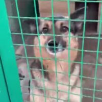 LAYLA - möchte so gern gesehen werden - 2 Jahre - mit VIDEOS!