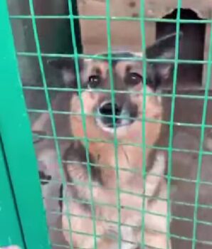 LAYLA - möchte so gern gesehen werden - 2 Jahre - mit VIDEOS!