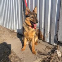 VALENCIA🆘Wer rettet sie aus der Tötung?🆘