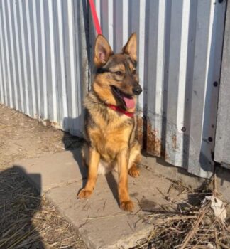 VALENCIA🆘Wer rettet sie aus der Tötung?🆘