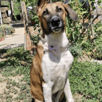 Wer gibt Traumhund Martin trotz Handicap eine Chance?