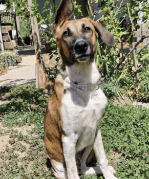 Wer gibt Traumhund Martin trotz Handicap eine Chance?