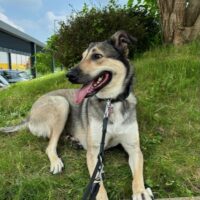 AHRI – das fünfte Rad am Wagen? Pflegestelle oder Zuhause gesucht!