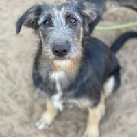 Junghündin Nika, weiblich (kastr.), ca. 55 cm, ca. 1,5 Jahre, sehr anhänglich, verträglich (VIDEO)