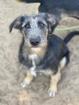 Junghündin Nika, weiblich (kastr.), ca. 55 cm, ca. 1,5 Jahre, sehr anhänglich, verträglich (VIDEO)