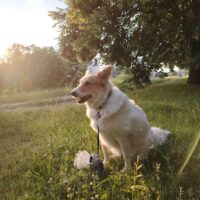 Naida: freundliche Stadthündin, leinenführig, verträgl. mit Hunden & Katzen, liebt Kinder (2 VIDEOS)