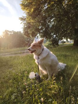 Naida: freundliche Stadthündin, leinenführig, verträgl. mit Hunden & Katzen, liebt Kinder (2 VIDEOS)