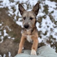 💔BONYA💔10 Monate💔versteht sich mit Katzen💔viele VIDEOS