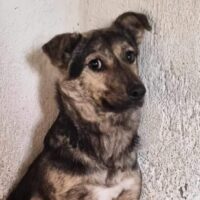 Taya - 42 cm - geb. ca. 08/2019