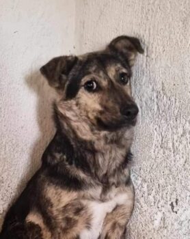 Taya - 42 cm - geb. ca. 08/2019