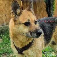 Abby - geb. ca. 09/2018 - 44 cm