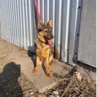 ❗️🆘Valencia - Wer holt sie aus der Tötung Pinsk - wer rettet sie?🆘❗️mit VIDEOS!
