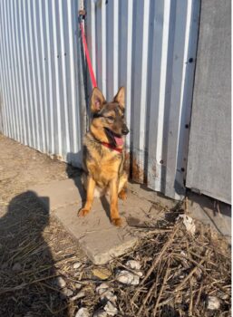 ❗️🆘Valencia - Wer holt sie aus der Tötung Pinsk - wer rettet sie?🆘❗️mit VIDEOS!
