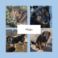 MILAN