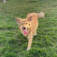 Lesey - 1 bis 2 Jahre alt - 45 cm - mit vielen Videos!