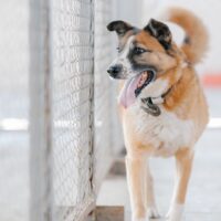 🆘Jung wurde in die Tötung verlegt - und ist somit hochgradig gefährdet, getötet zu werden🆘