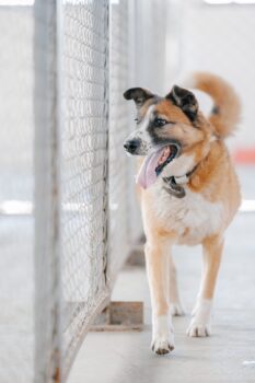 🆘Jung wurde in die Tötung verlegt - und ist somit hochgradig gefährdet, getötet zu werden🆘
