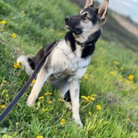 ‼️Zuhause für Casper gesucht‼️Viele VIDEOS‼️