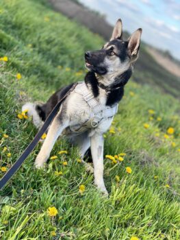 ‼️Zuhause für Casper gesucht‼️Viele VIDEOS‼️