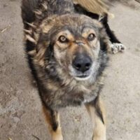 KODA (mit VIDEO)