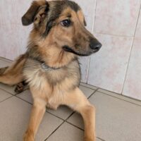 💔‼️Wegen Familienzuwachs in der Tötung entsorgt! - Wer holt Binny zu sich?‼️💔 mit VIDEOS!