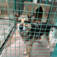 🆘😭Vermutlich wurde Sofie in der Tötung "entsorgt", weil sie ausgedient hat🆘😭