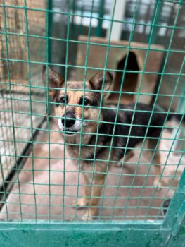 🆘😭Vermutlich wurde Sofie in der Tötung "entsorgt", weil sie ausgedient hat🆘😭