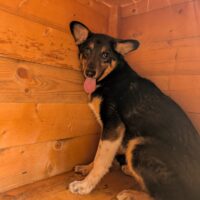 🆘Wer rettet Bowie aus der Tötung???🆘mit vielen VIDEOS!